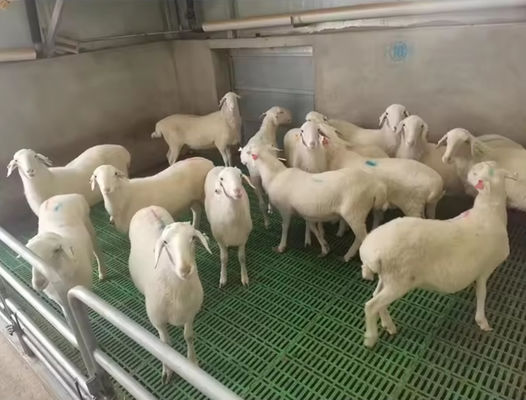 Griglie per pavimenti in fibra di vetro ad alta resistenza Griglie stampate in FRP per polli di maiale e pecore